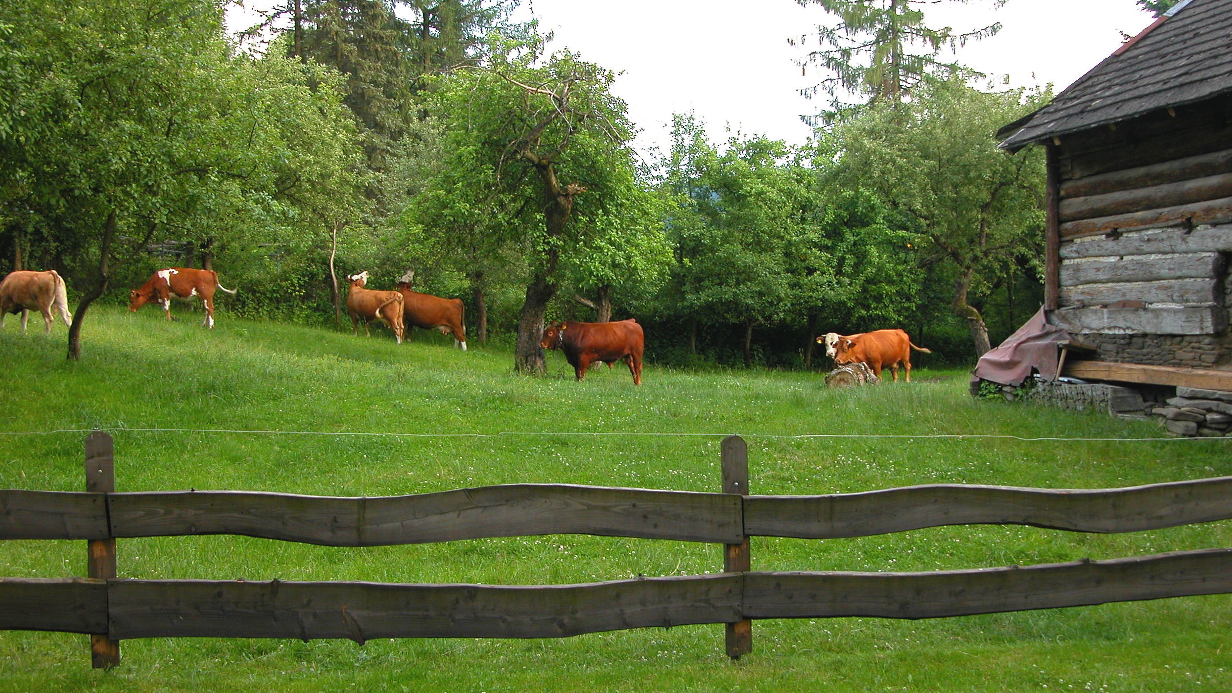Czantoria Cows